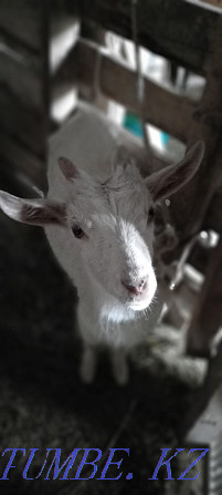 Sell goats zaanen Большой чаган - photo 3