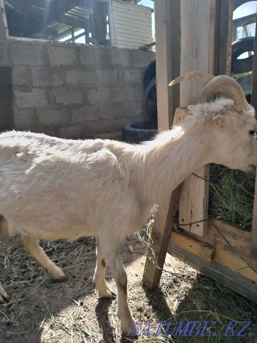 коза Ламанчи с козлёнком Заанен Бектобе - изображение 1