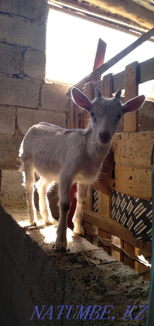 коза Ламанчи с козлёнком Заанен Бектобе - изображение 2