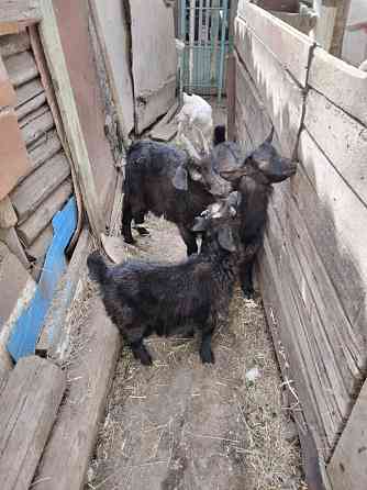 Продам коз с козлятоми Shchuchinsk
