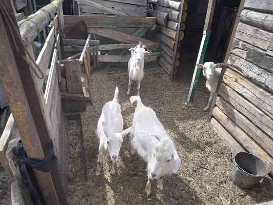 Продам коз с козлятоми Щучинск