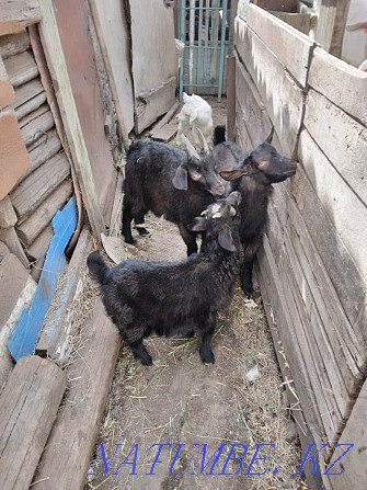 Sell goats with kids Shchuchinsk - photo 4