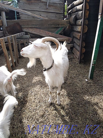 Sell goats with kids Shchuchinsk - photo 1