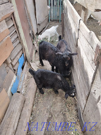 Sell goats with kids Shchuchinsk - photo 3