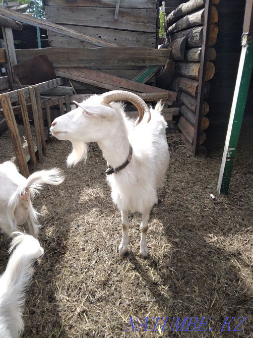 Sell goats with kids Shchuchinsk - photo 1