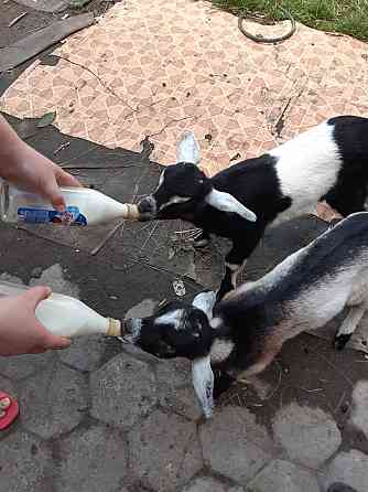 Продам коз породистых,молочного направления,высокоудойных  Алматы