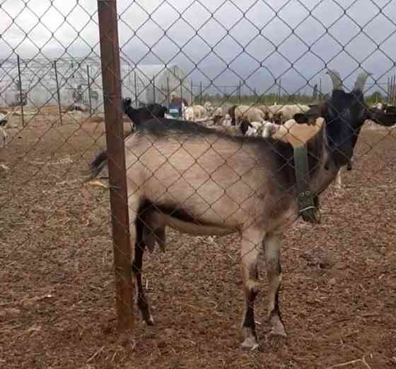 Продам коз породистых,молочного направления,высокоудойных Almaty
