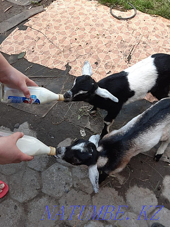 Продам коз породистых,молочного направления,высокоудойных Алматы - изображение 1
