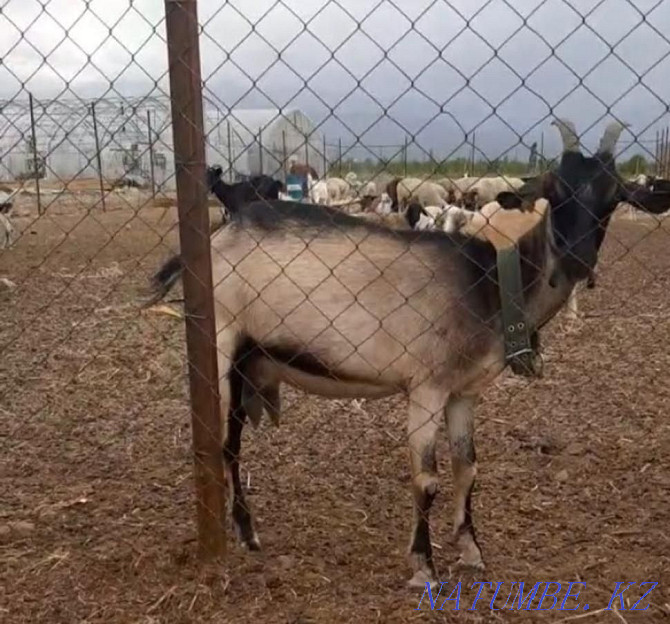 Продам коз породистых,молочного направления,высокоудойных Алматы - изображение 3