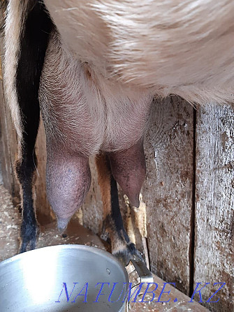 Продам коз породистых,молочного направления,высокоудойных Алматы - изображение 2