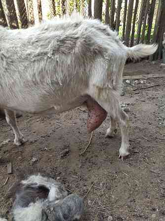продам зааненскую козу Karagandy