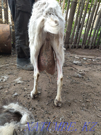 sell saanen goat Karagandy - photo 2