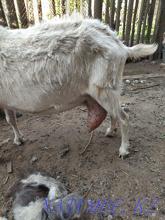 sell saanen goat Karagandy - photo 3