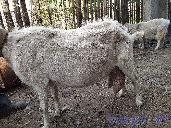 продам зааненскую козу Караганда - изображение 4