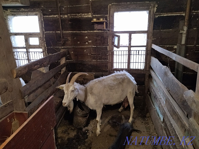 sell saanen goat Karagandy - photo 1
