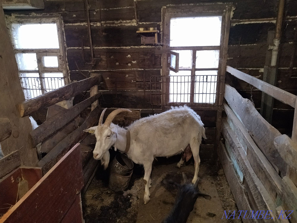 sell saanen goat Karagandy - photo 1