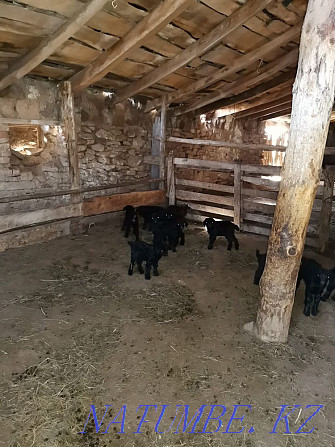 Eshki lagymen 40000! (Goats with kids)  - photo 1