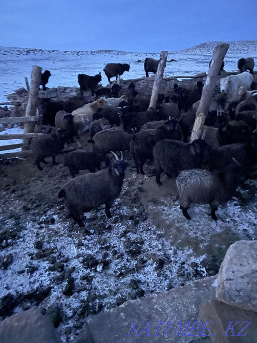 Eshki lagymen 40000! (Goats with kids)  - photo 4