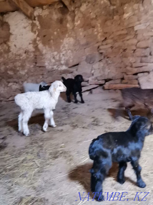 Eshki lagymen 40000! (Goats with kids)  - photo 2