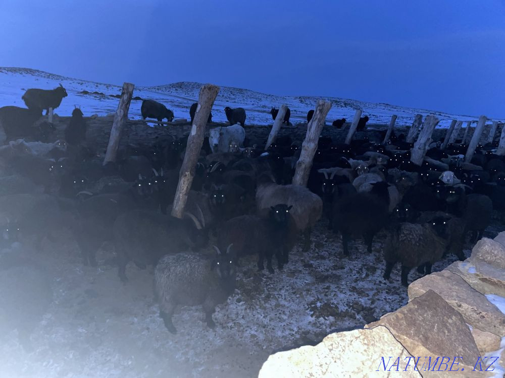 Goats Koi Satamyn (I will sell sheep with lambs)!  - photo 4