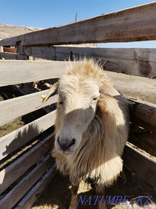 Goats Koi Satamyn (I will sell sheep with lambs)!  - photo 1