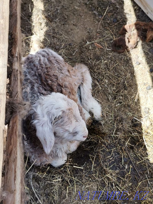 Goats Koi Satamyn (I will sell sheep with lambs)!  - photo 2