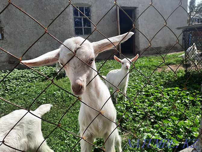 Saanen goats are high yielding Taraz - photo 2