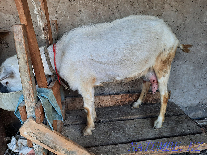 Saanen goats are high yielding Taraz - photo 4