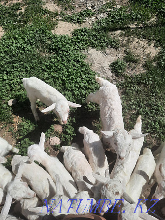 Saanen goats are high yielding Taraz - photo 1