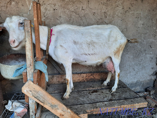 Saanen goats are high yielding Taraz - photo 3