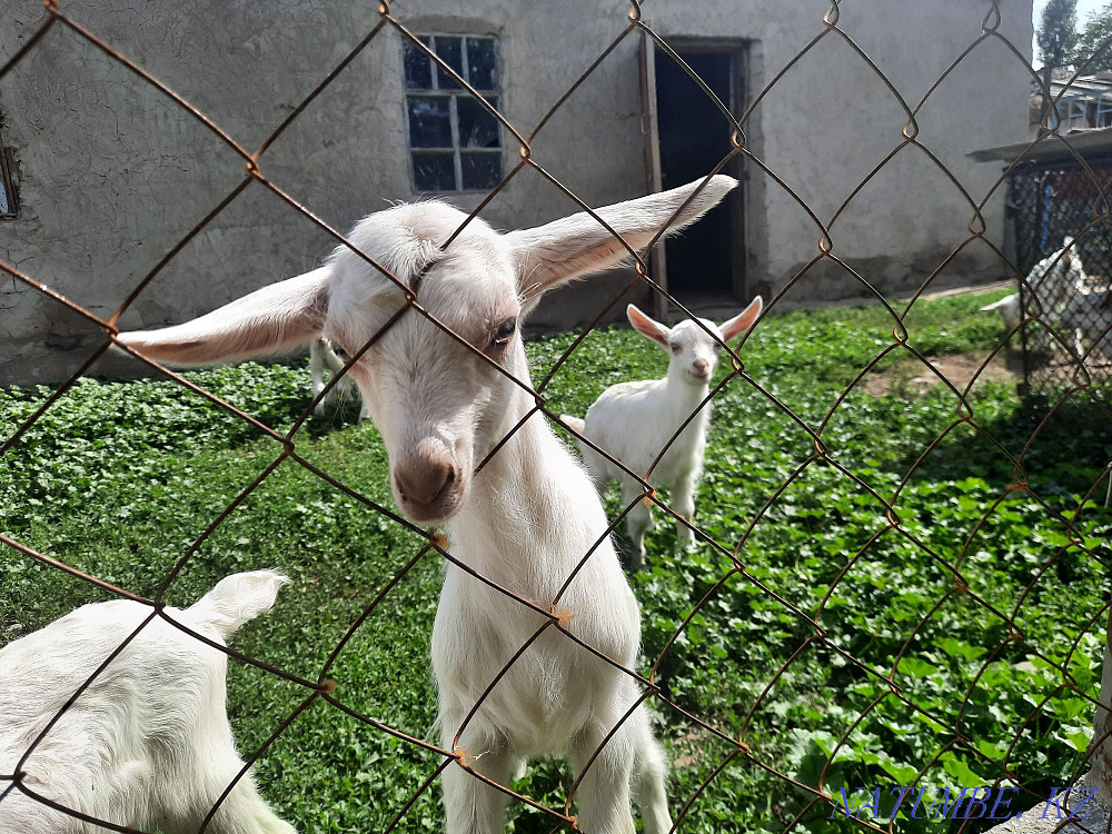 Saanen goats are high yielding Taraz - photo 2