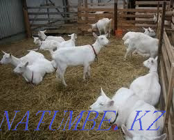 Goats Zaensky Chezhsky Alpine Nubian Karagandy - photo 2