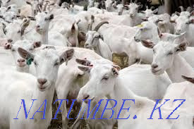 Goats Zaensky Chezhsky Alpine Nubian Karagandy - photo 3