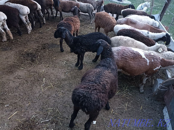 Sheep koi goat tokty Жетыген - photo 1