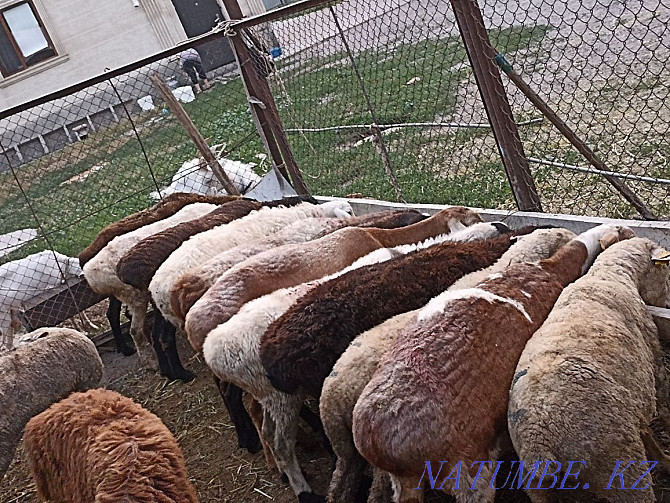 Sheep koi goat tokty Жетыген - photo 4