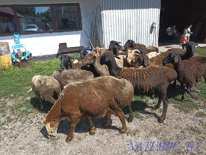Sheep koi goat tokty Жетыген - photo 3