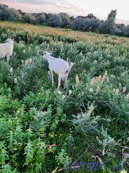 Саанен тұқымды ешкі сатамын  Талдықорған - изображение 4