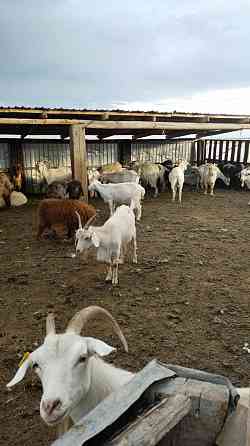 Продам коз по 30000 Pavlodar