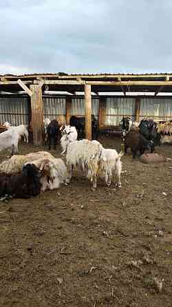 Продам коз по 30000 Pavlodar