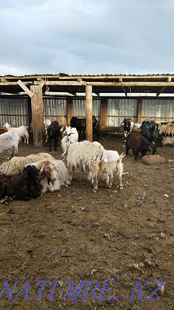 I will sell goats for 30000 Pavlodar - photo 1