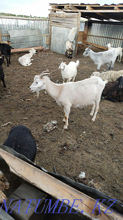 I will sell goats for 30000 Pavlodar - photo 3