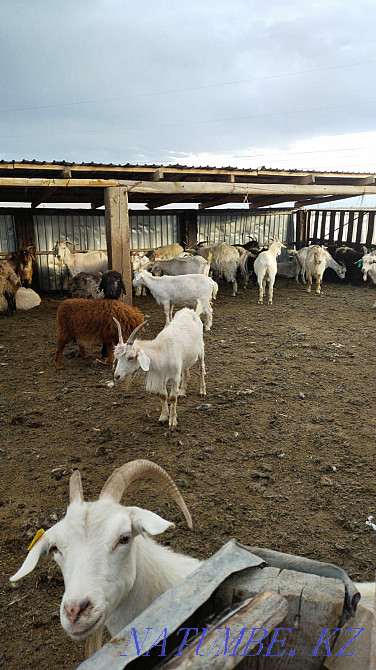 Продам коз по 30000 Павлодар - изображение 2