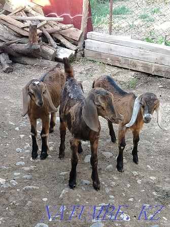 Каза англа нубінскі пародалы ла?тар екі ?р?ашы бір еркек Шымкент - photo 1