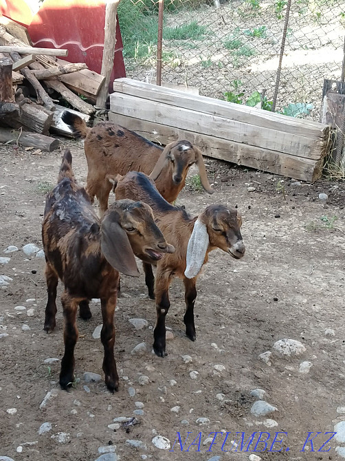 Коза англо нубински пародалы ла?тар екі ?р?ашы бір еркек Шымкент - изображение 2