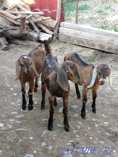 Коза англо нубински пародалы ла?тар екі ?р?ашы бір еркек Шымкент - изображение 1