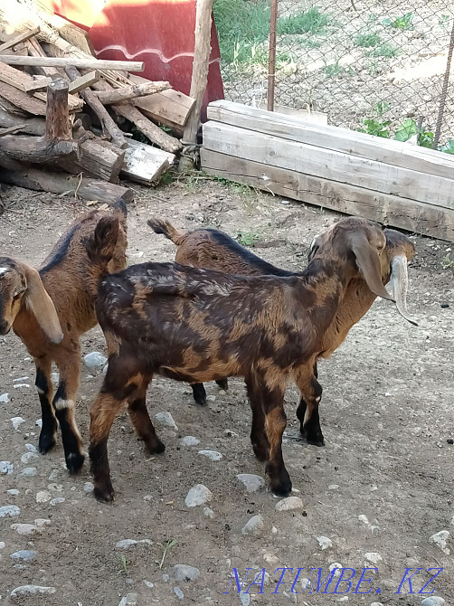 Коза англо нубински пародалы ла?тар екі ?р?ашы бір еркек Шымкент - изображение 4