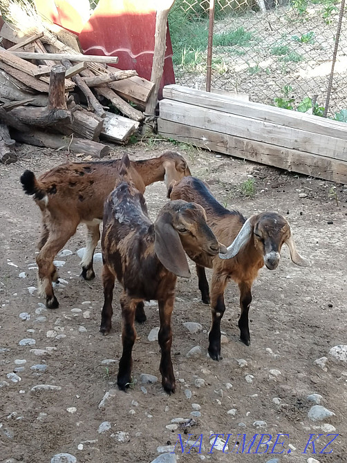 Коза англо нубински пародалы ла?тар екі ?р?ашы бір еркек Шымкент - изображение 3