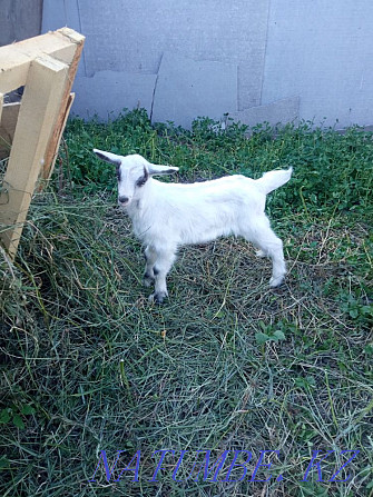 I will sell a goat with a kid Ust-Kamenogorsk - photo 2