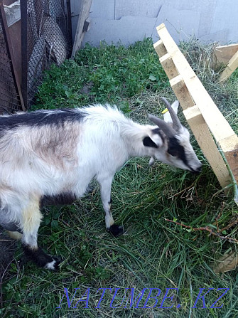 I will sell a goat with a kid Ust-Kamenogorsk - photo 1