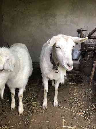 Занински ешки ешкі коза Shymkent